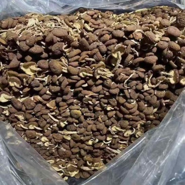 茶树菇，一件十斤，纯干货，捆扎、黑茶、散装的都有货，现货供应