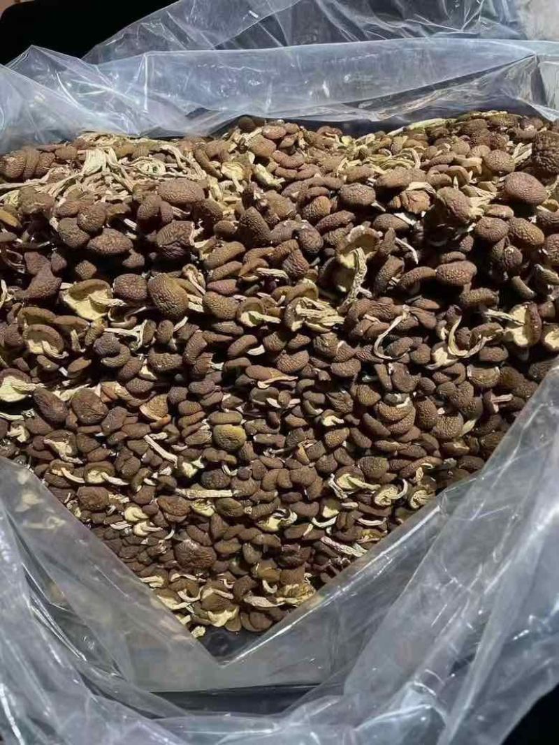 茶树菇，一件十斤，纯干货，捆扎、黑茶、散装的都有货，现货供应