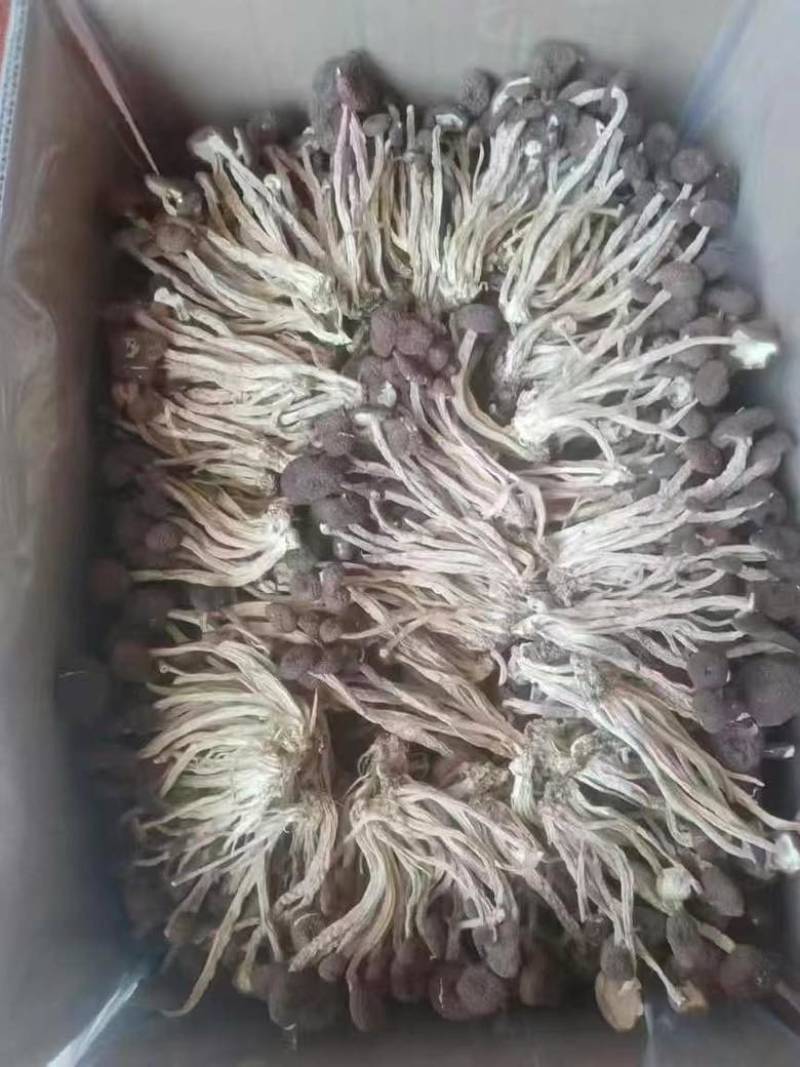茶树菇，一件十斤，纯干货，捆扎、黑茶、散装的都有货，现货供应