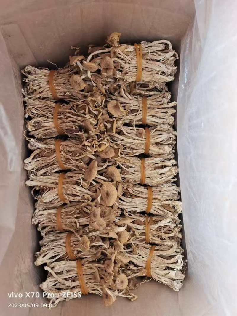 茶树菇，一件十斤，纯干货，捆扎、黑茶、散装的都有货，现货供应