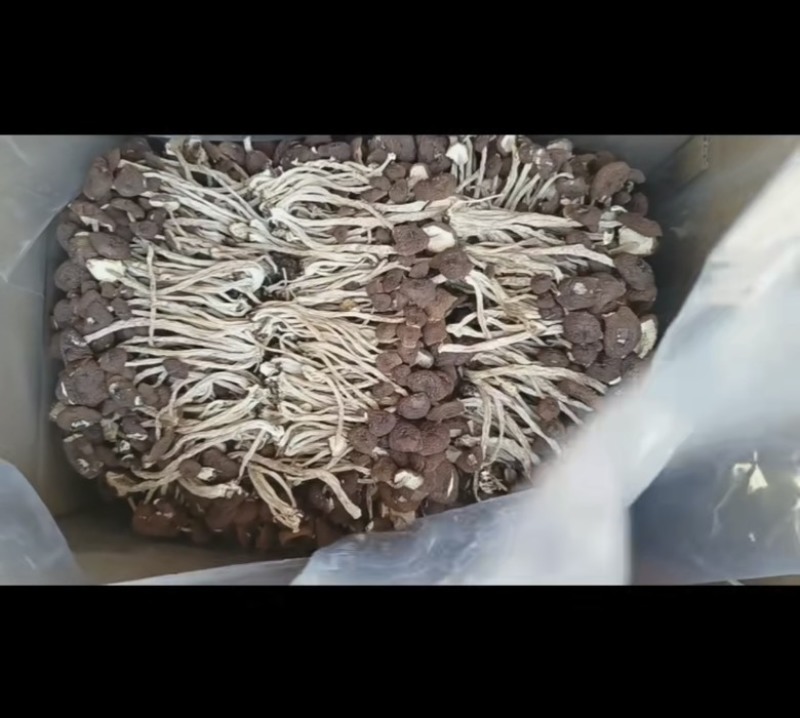 茶树菇，一件十斤，纯干货，捆扎、黑茶、散装的都有货，现货供应