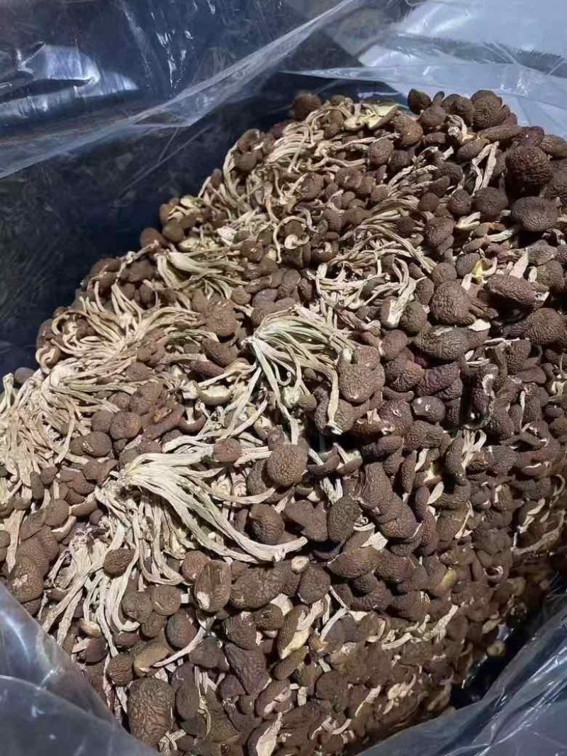 茶树菇，一件十斤，纯干货，捆扎、黑茶、散装的都有货，现货供应