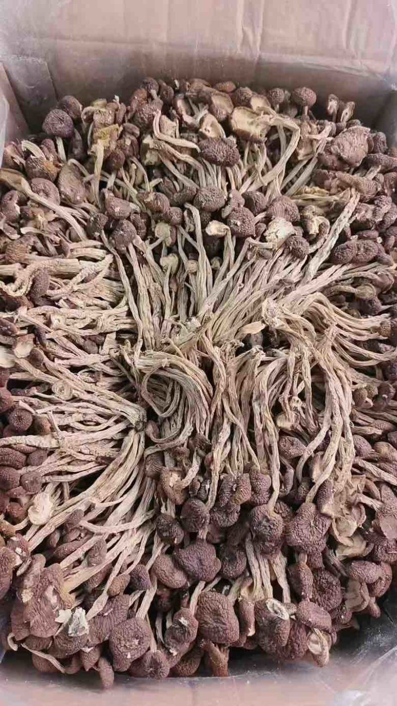 茶树菇，一件十斤，纯干货，捆扎、黑茶、散装的都有货，现货供应