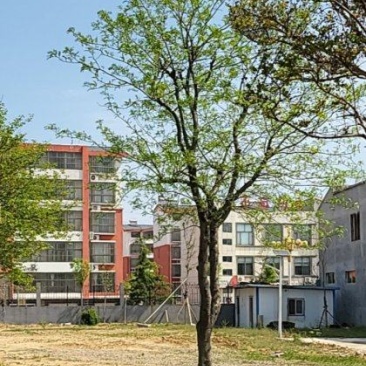 杜仲村