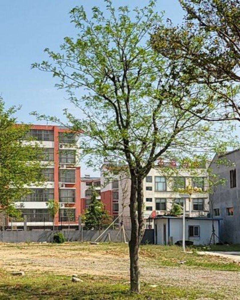 杜仲村