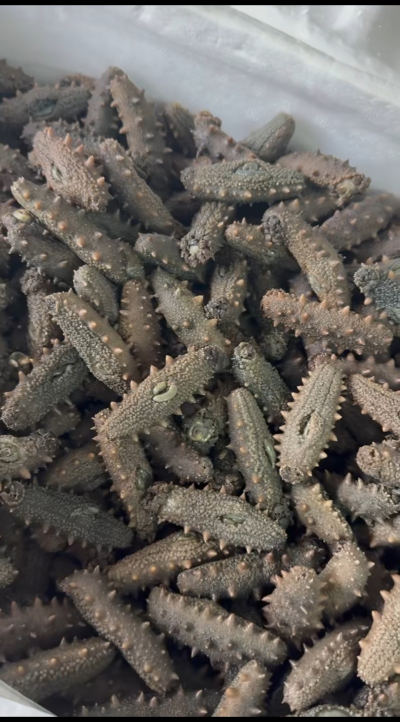 自家加工小头半干海参，清库存