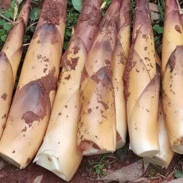 苦笋四川宜宾苦笋新鲜鲜货