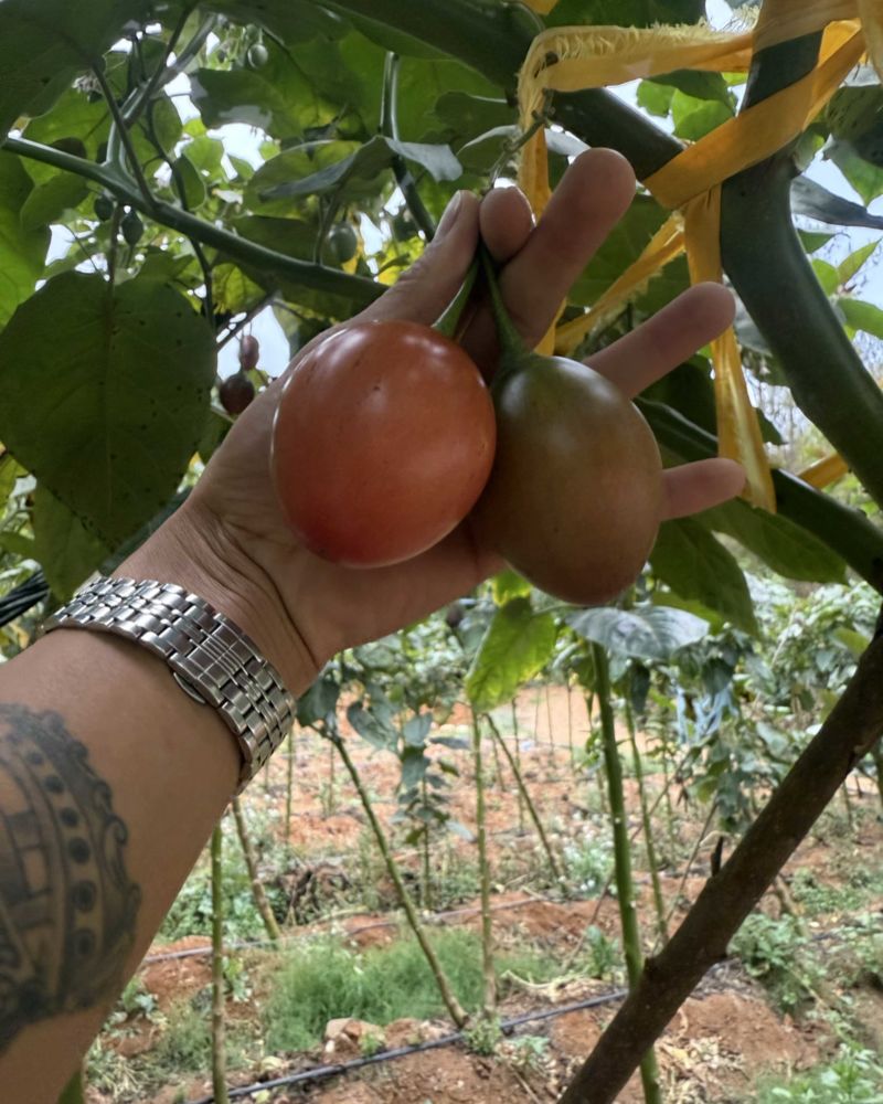 保山现摘先发树番茄源头产地一手货源可长期供货