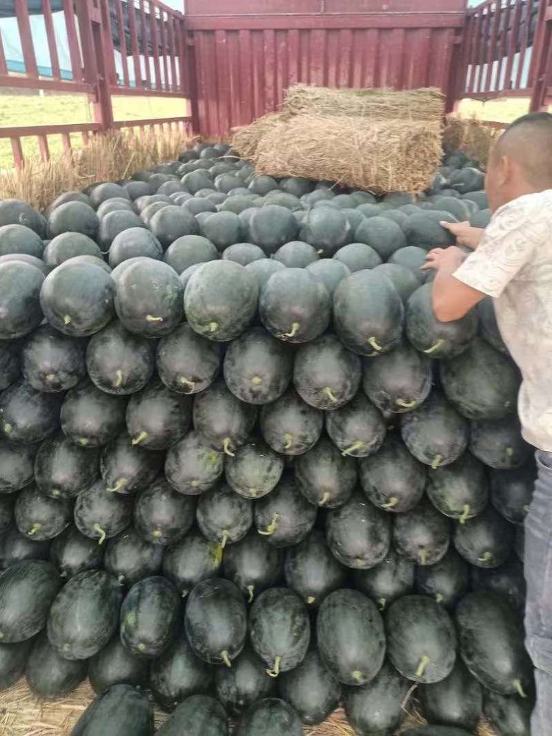 广西崇左黑美人西瓜