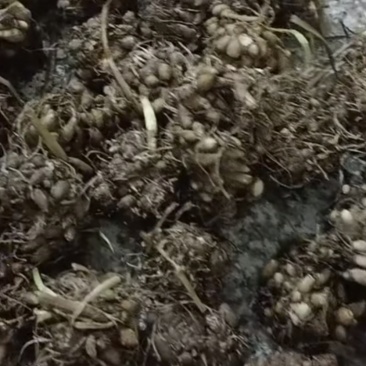 河南信阳猫爪草