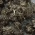 河南信阳猫爪草