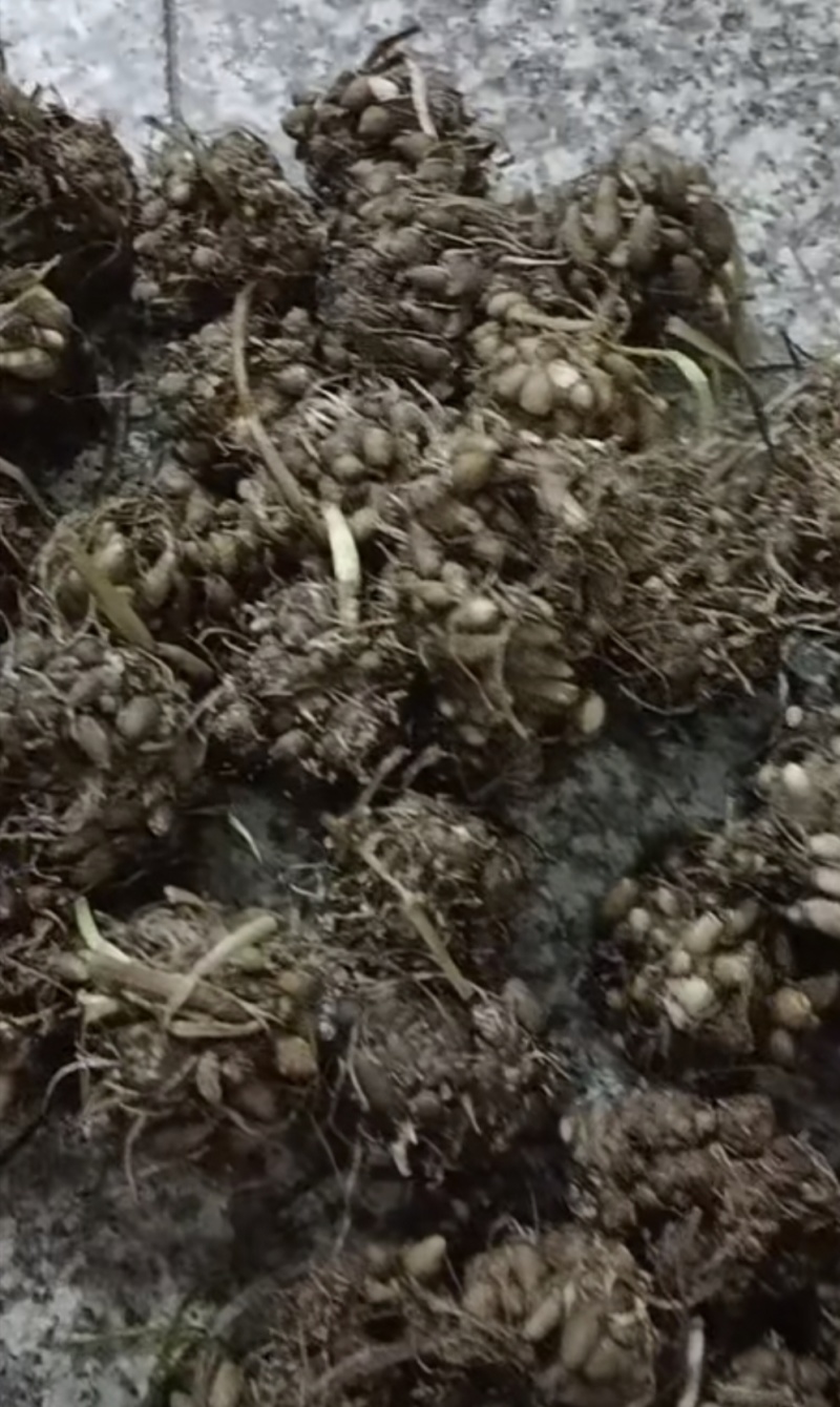 河南信阳猫爪草