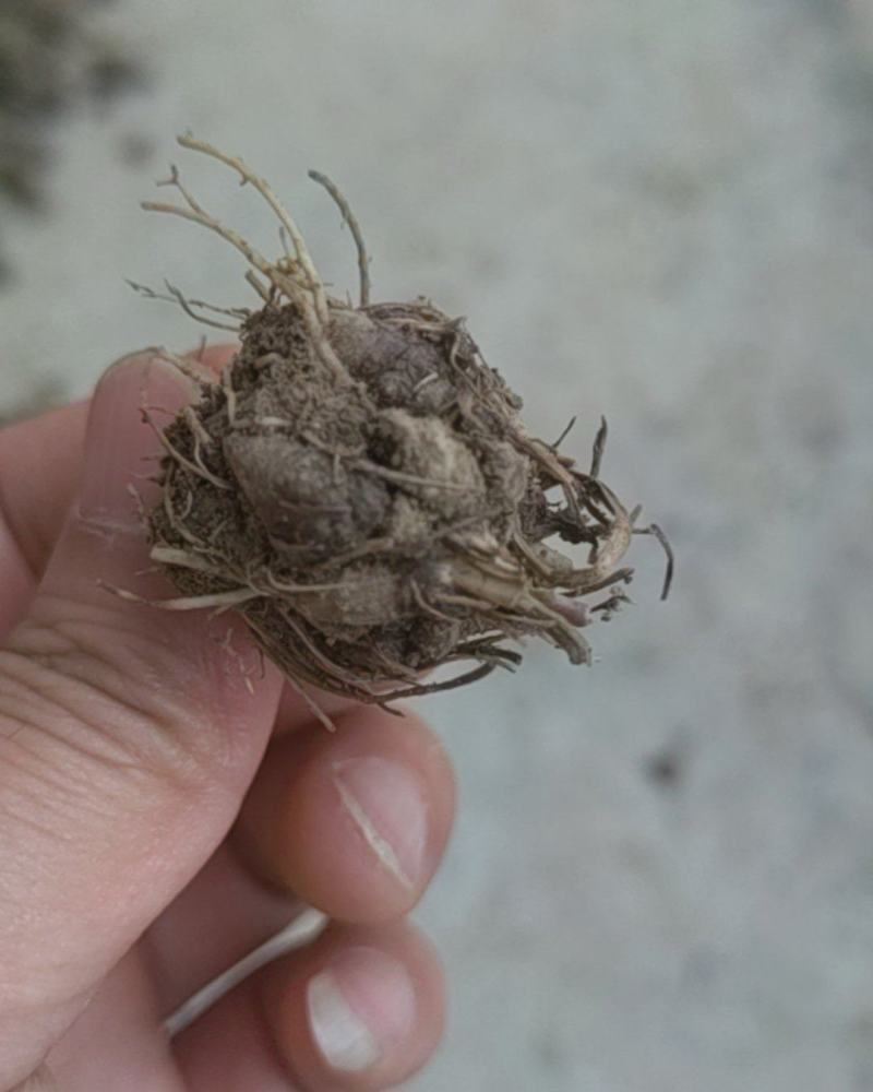 猫爪草