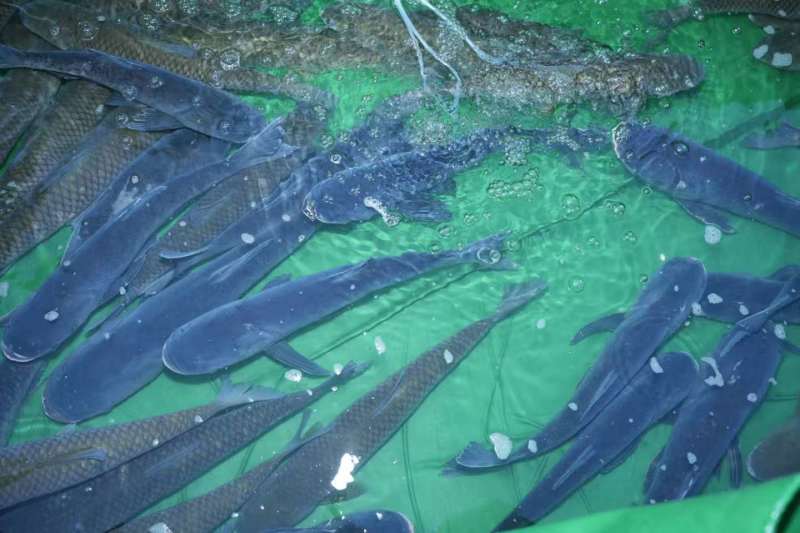 无人区山泉水吊水草鱼、雄鱼