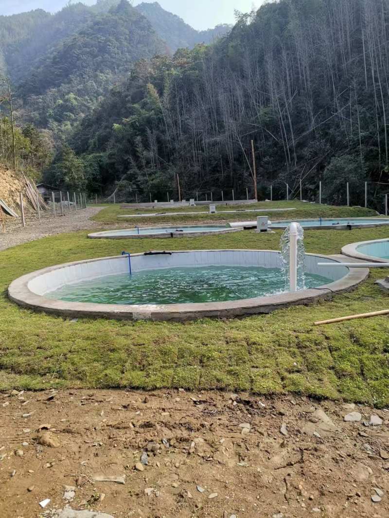 无人区山泉水吊水草鱼、雄鱼
