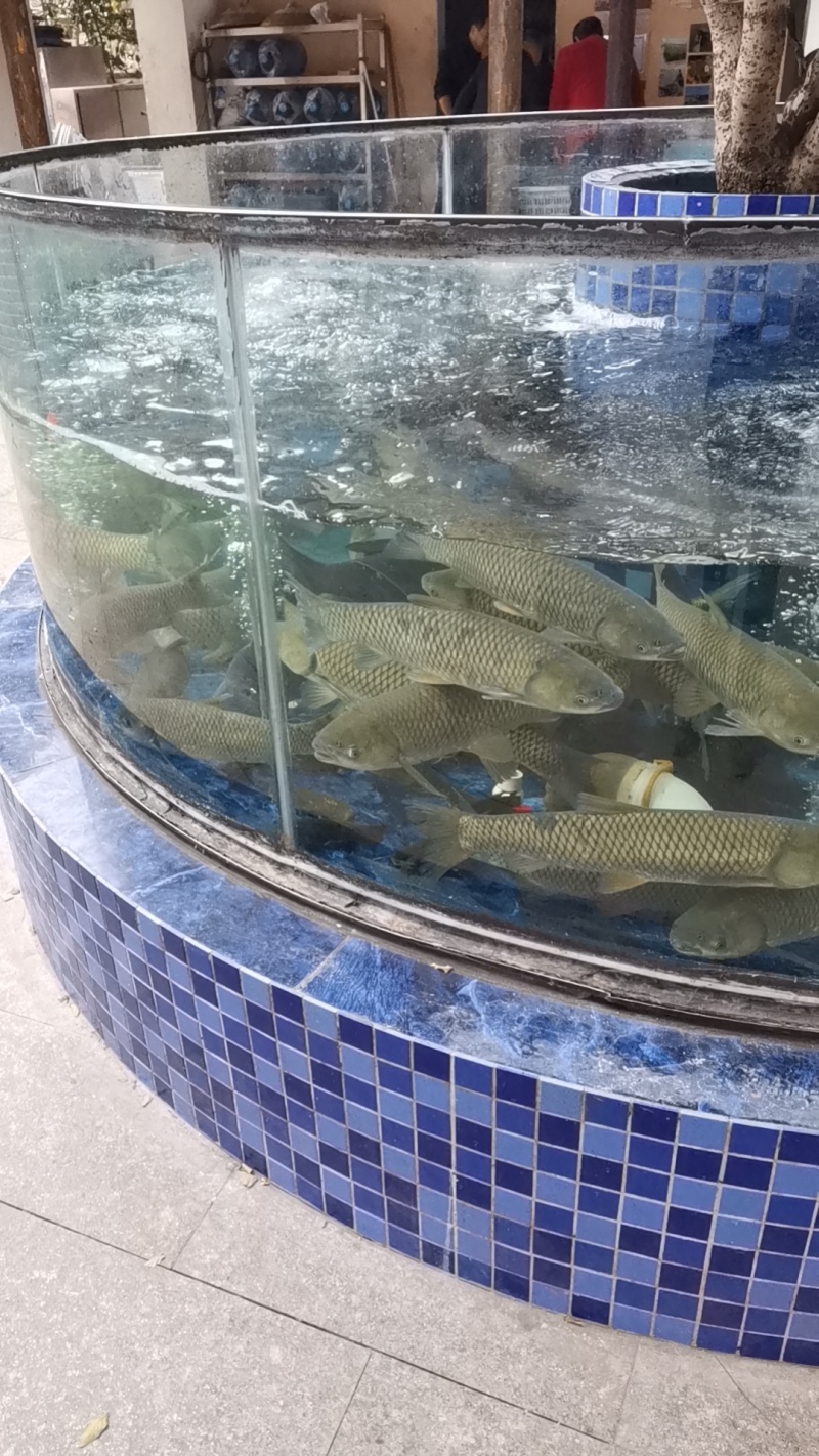 无人区山泉水吊水草鱼、雄鱼
