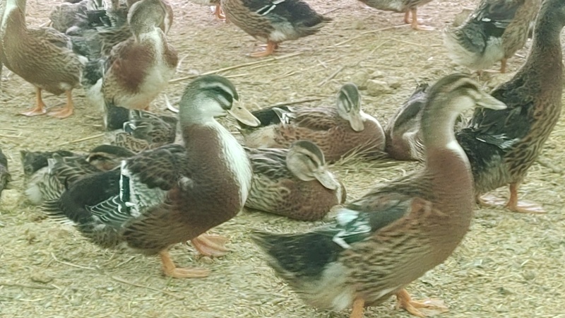 肉麻鸭