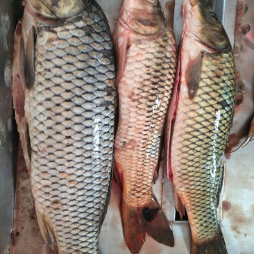 鲤鱼