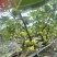 广州南沙伟东无花果种植基地波姬红无花果，口感清甜