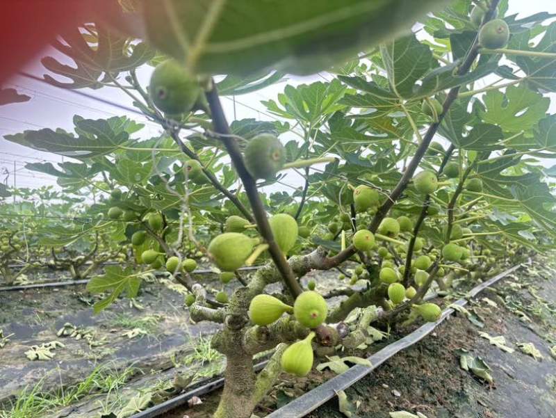 广州南沙伟东无花果种植基地波姬红无花果，口感清甜