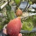 广州南沙伟东无花果种植基地波姬红无花果，口感清甜