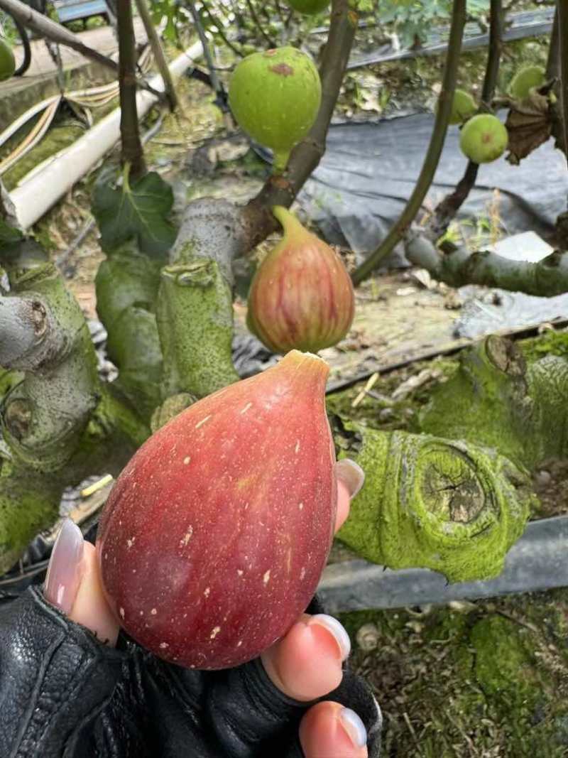 广州南沙伟东无花果种植基地波姬红无花果，口感清甜
