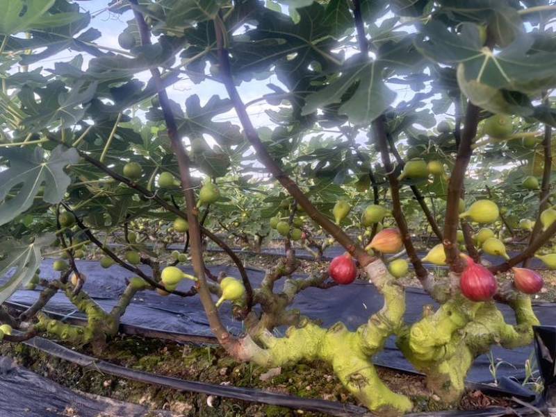 广州南沙伟东无花果种植基地波姬红无花果，口感清甜