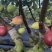 广州南沙伟东无花果种植基地波姬红无花果，口感清甜