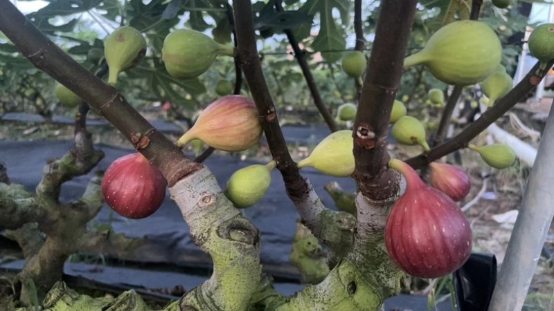 广州南沙伟东无花果种植基地波姬红无花果，口感清甜