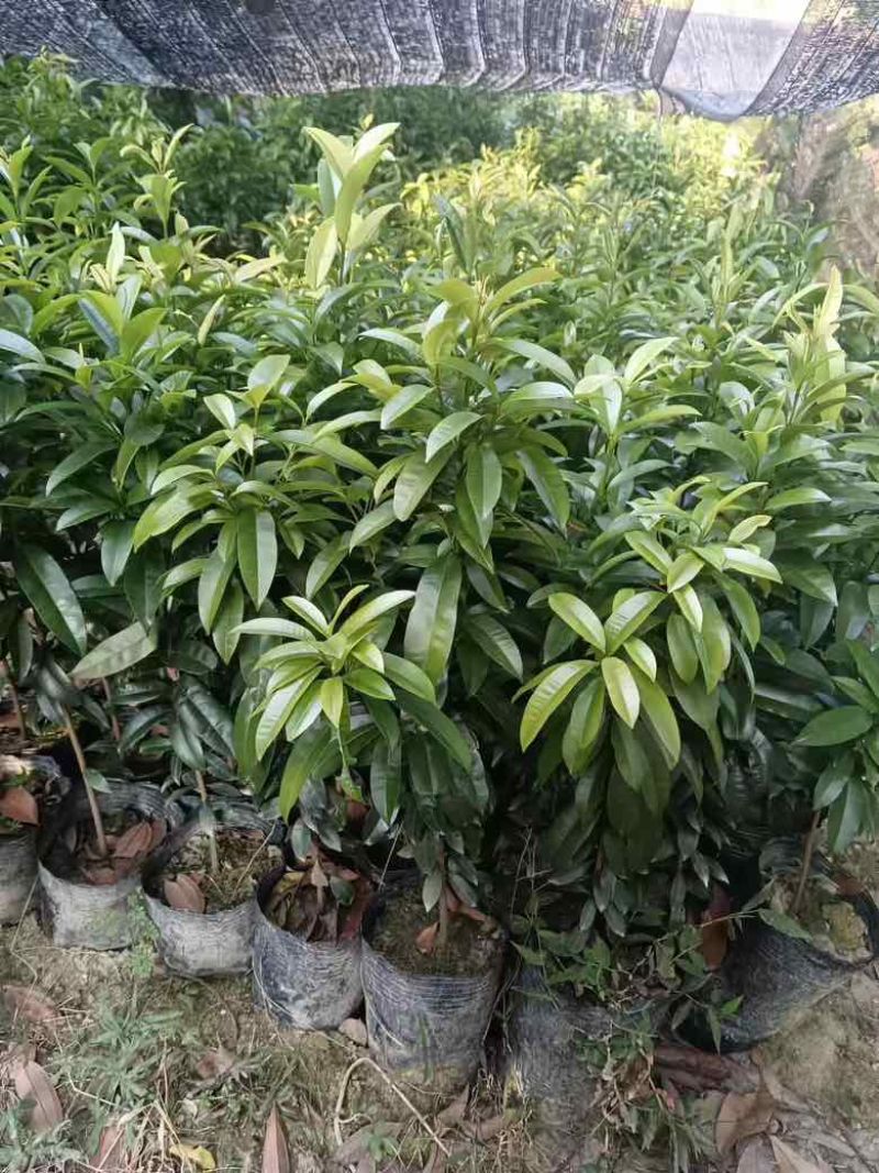 横经席树苗，小叶，红皮，两年以上苗种