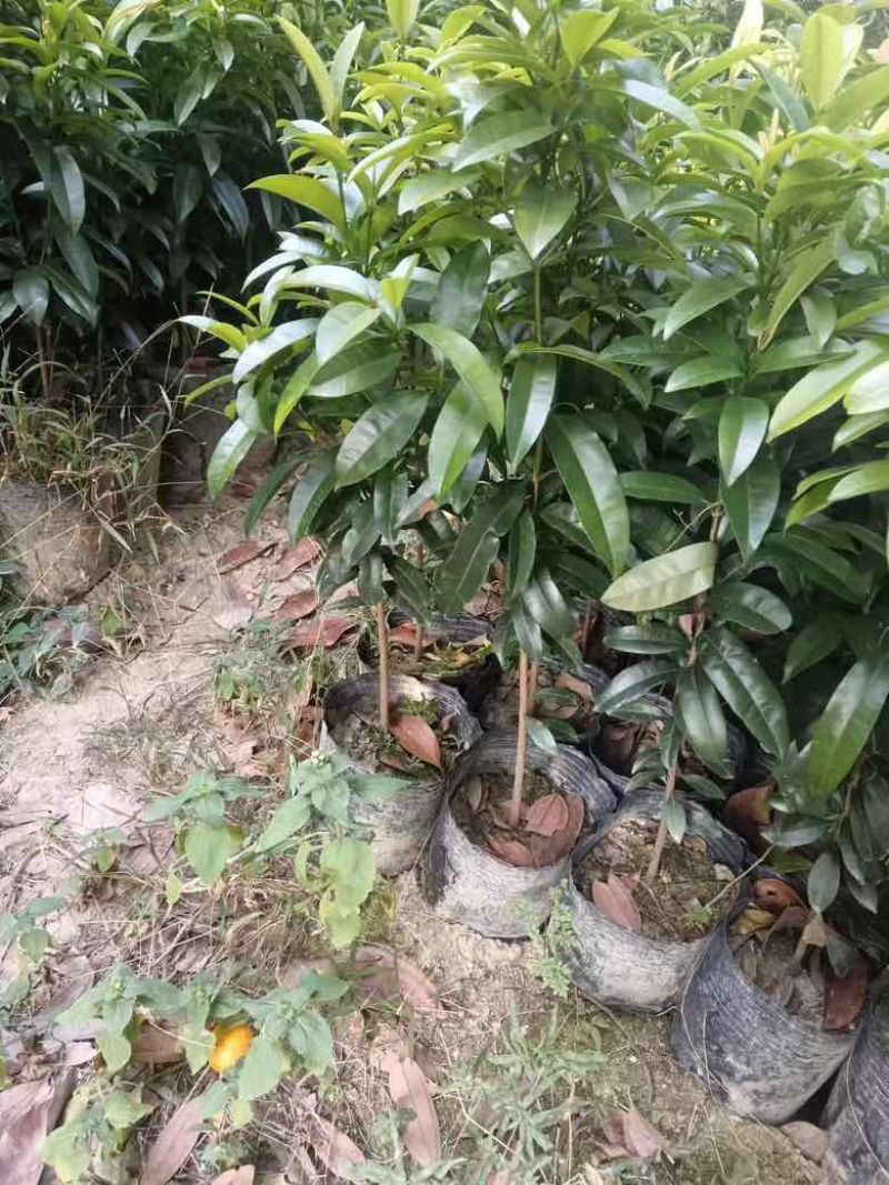 横经席树苗，小叶，红皮，两年以上苗种
