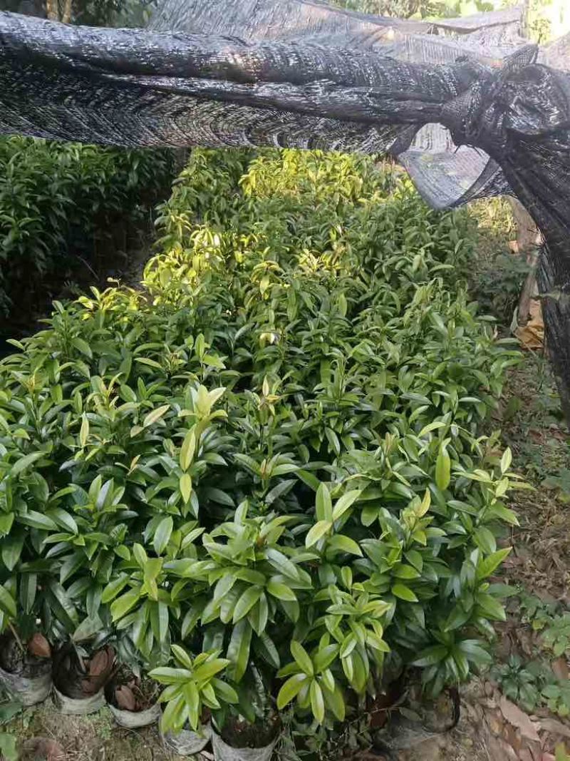 横经席树苗，小叶，红皮，两年以上苗种
