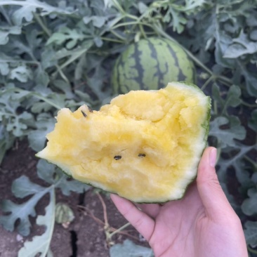 特小凤西瓜
