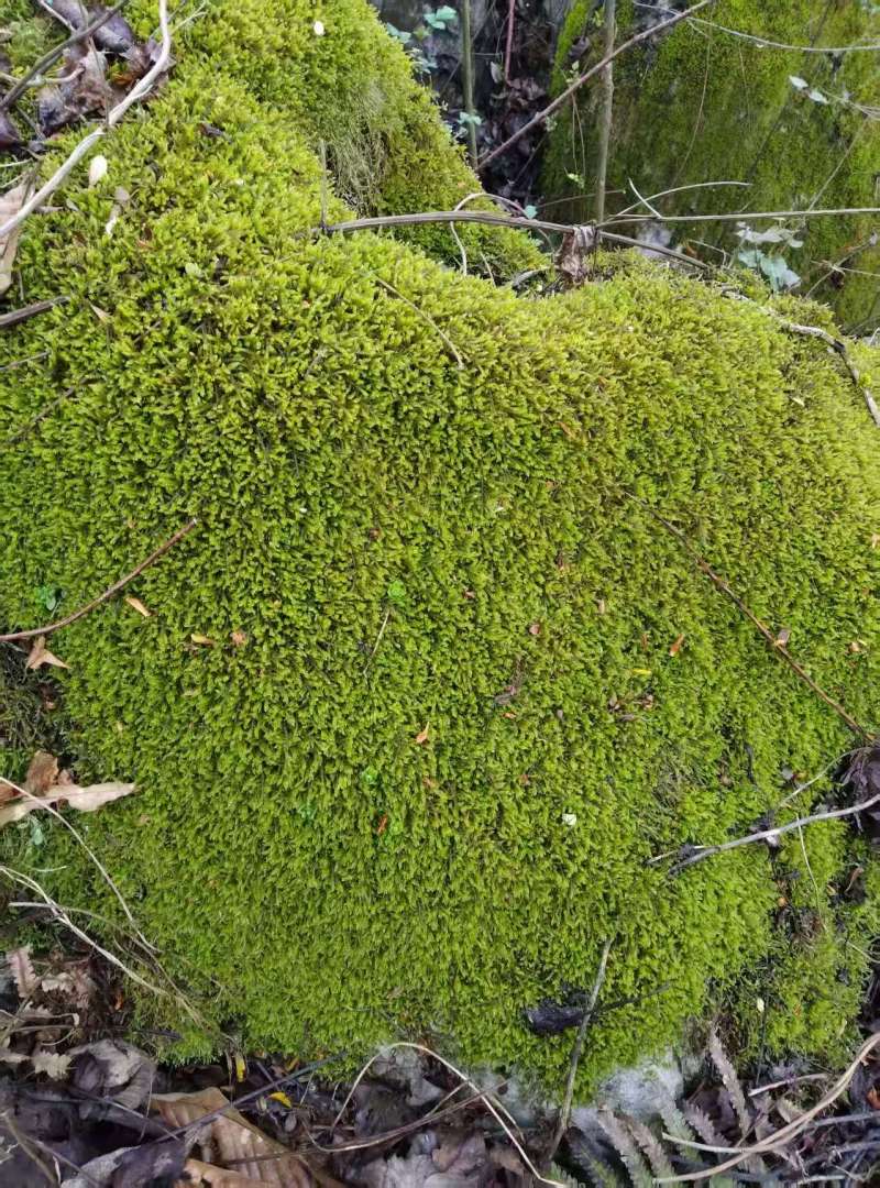 小灰野采精品苔藓，质量保证