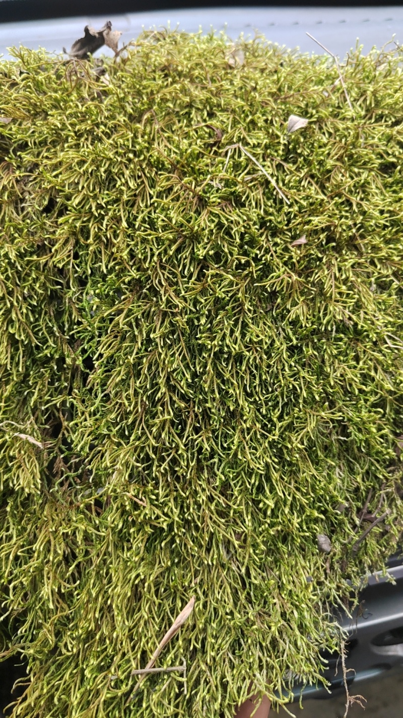 小灰野采精品苔藓，质量保证