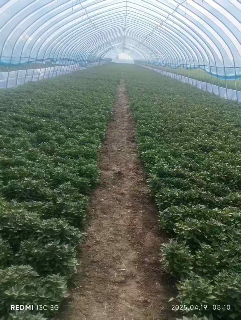脱毒商薯苗一级红薯苗大量供应量大价格优惠欢迎来电☎️