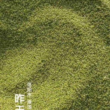 猫爪。猫爪草种子