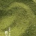 猫爪。猫爪草种子