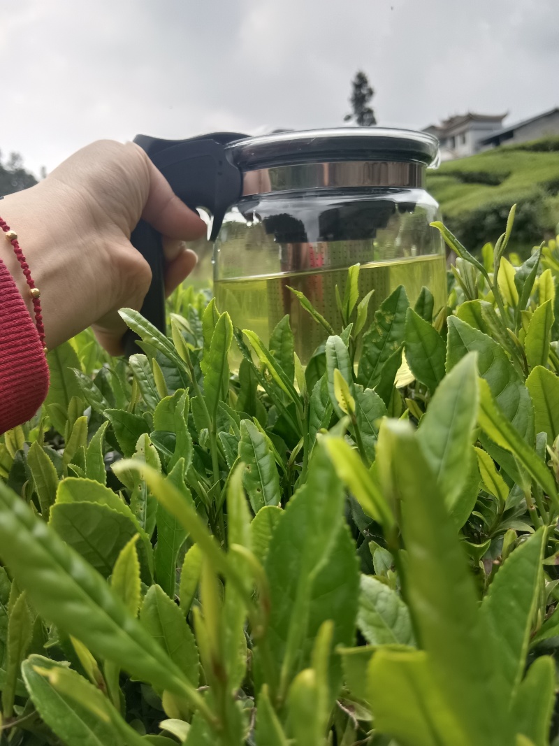 富硒龙井，纯手工采摘制作