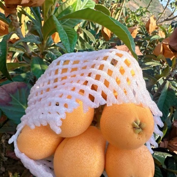 枇杷