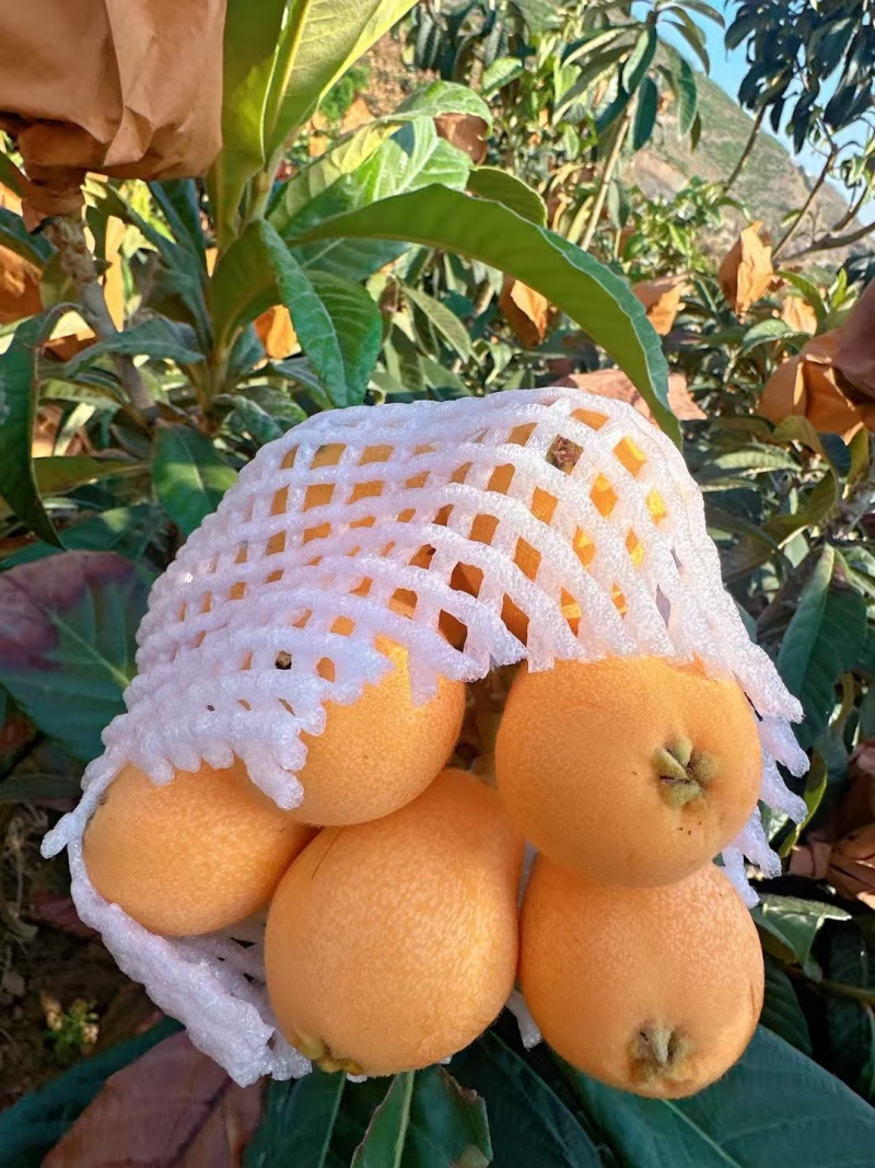 枇杷