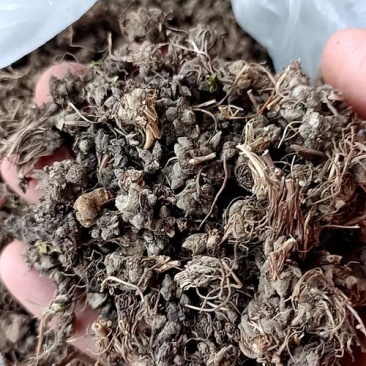 猫爪草2遍水洗