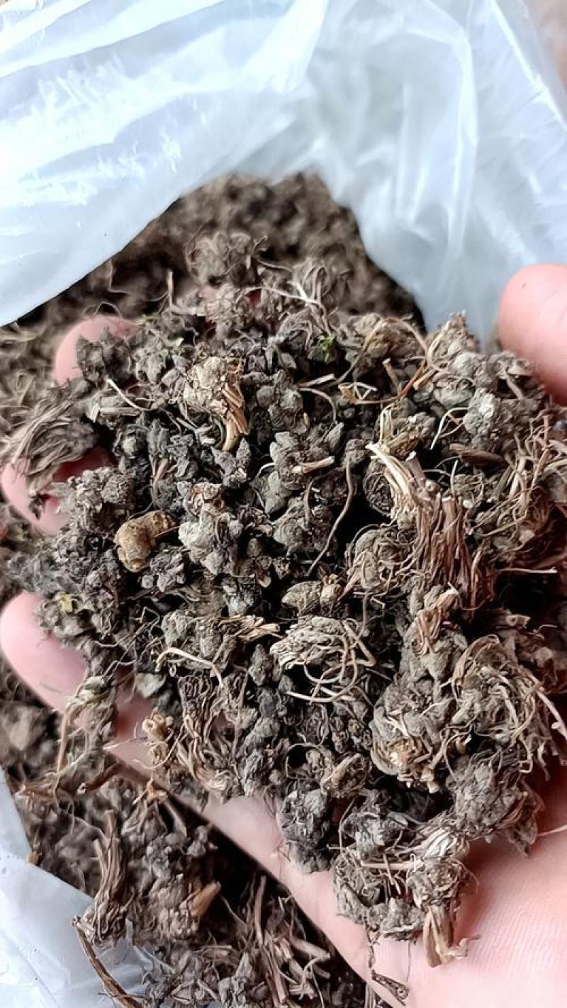 猫爪草2遍水洗