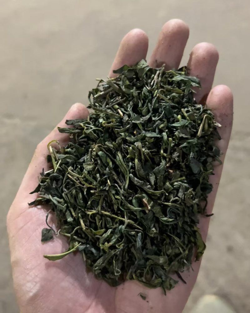 茶头