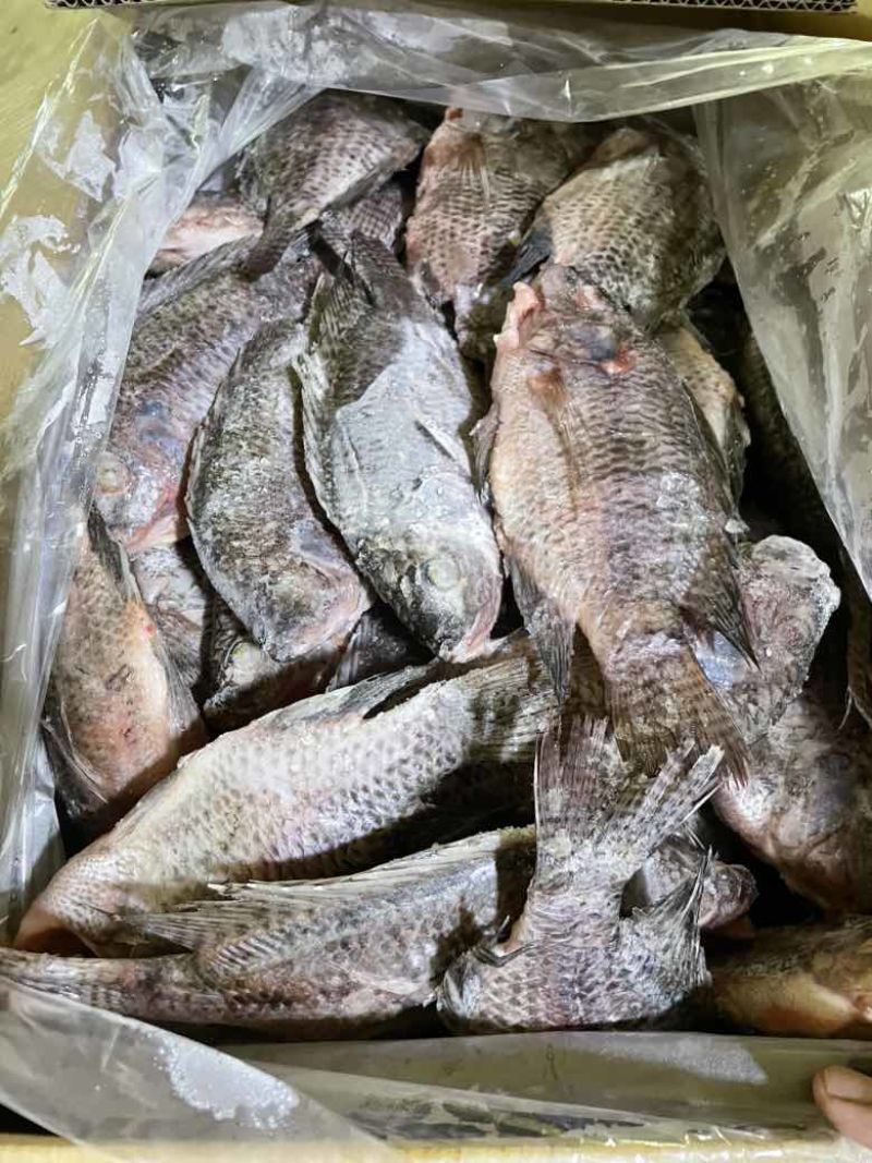 精品三去罗非，适合饭馆，饭堂，红烧鱼
