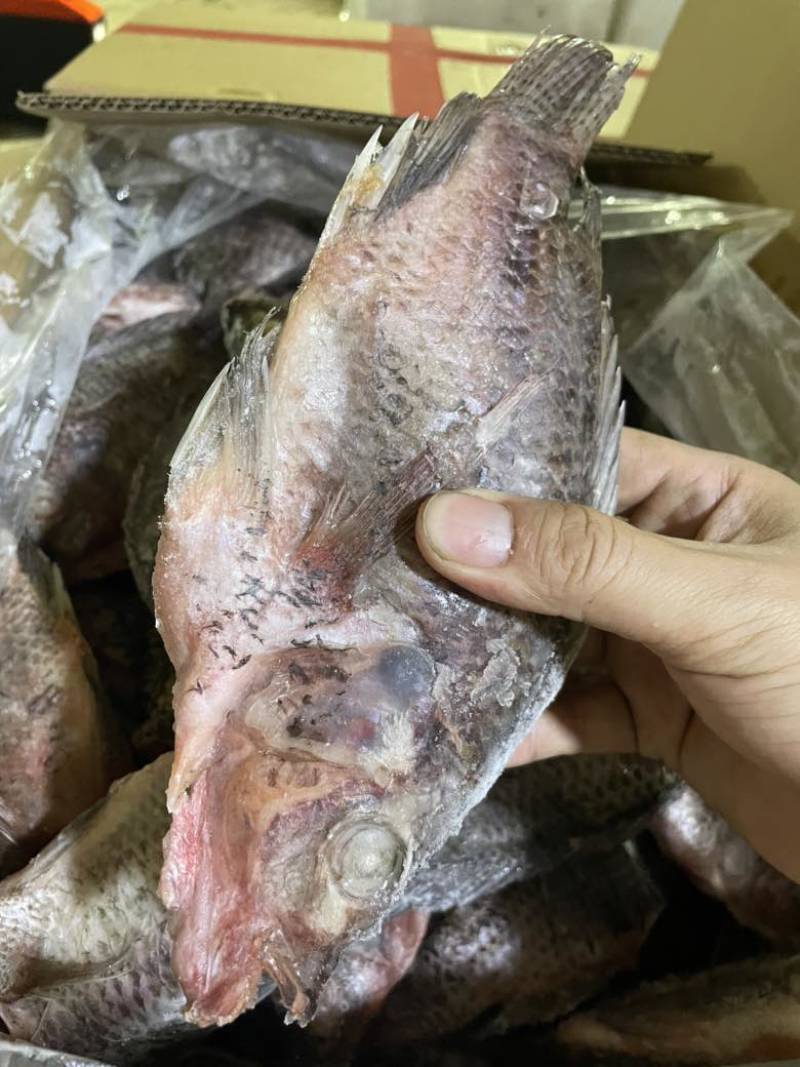 精品三去罗非，适合饭馆，饭堂，红烧鱼