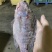 精品三去罗非，适合饭馆，饭堂，红烧鱼