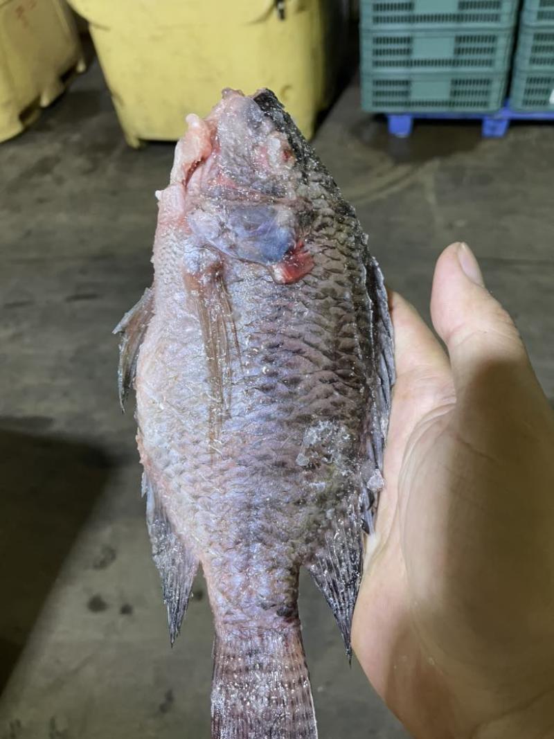 精品三去罗非，适合饭馆，饭堂，红烧鱼