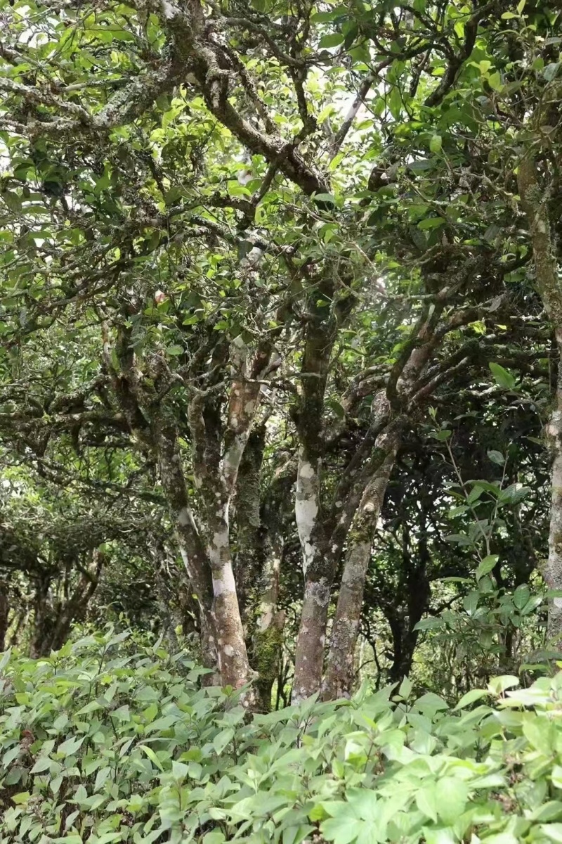 古树茶