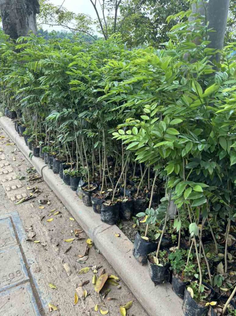 海南黄花梨
